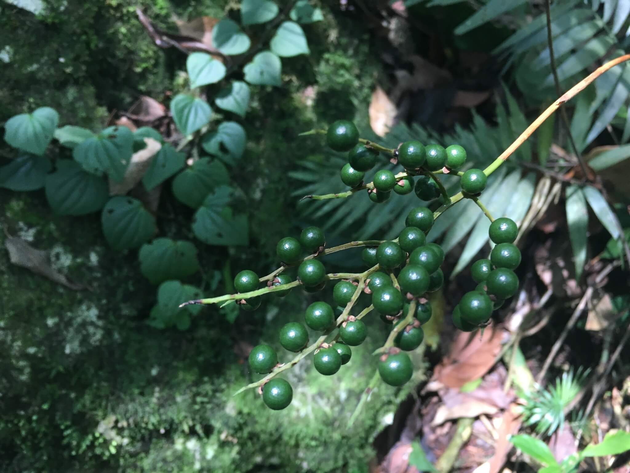 Chamaedorea elegans